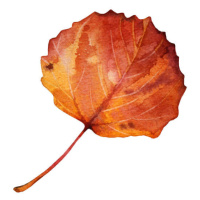 Fotografie Watercolor hand-drawn autumn red, orange leaf, Natalia Kunashova, 40x40 cm