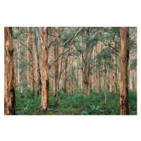 Fotografie Forest of Eucalyptus Trees, Grant Faint, 40 × 26.7 cm