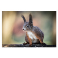 Fotografie Adventures of cute and funny squirrel, Barbara Cerovsek, 40 × 26.7 cm