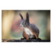 Fotografie Adventures of cute and funny squirrel, Barbara Cerovsek, 40 × 26.7 cm