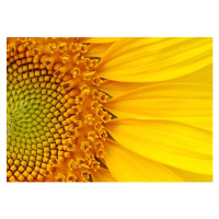 Fotografie Closeup of a section of a sunflower, Salma_lx, (40 x 30 cm)