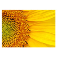 Fotografie Closeup of a section of a sunflower, Salma_lx, 40 × 30 cm