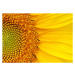 Fotografie Closeup of a section of a sunflower, Salma_lx, 40 × 30 cm