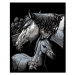 Škrábací obrázek stříbrný - Koně SILF44
