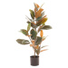 Umělý fíkus (výška 90 cm) Ficus – Ixia