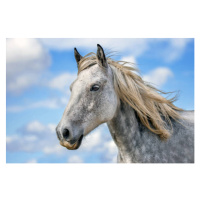 Fotografie Portrait of thoroughbred horse standing against, Tonini Grbavac / 500px, (40 x 26.7 c