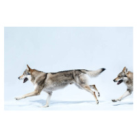 Fotografie 2 wolves running, Henrik Sorensen, 40 × 26.7 cm