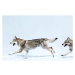 Fotografie 2 wolves running, Henrik Sorensen, (40 x 26.7 cm)