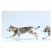 Fotografie 2 wolves running, Henrik Sorensen, 40 × 26.7 cm