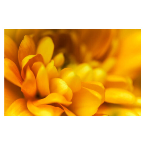 Fotografie Abstract floral background, yellow chrysanthemum flower., Volha Halkouskaya, 40x24.6 
