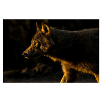 Fotografie Wolf in Golden Light, Chad Graham, 40 × 26.7 cm