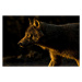 Umělecká fotografie Wolf in Golden Light, Chad Graham, (40 x 26.7 cm)