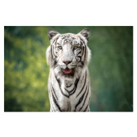 Fotografie Close-up portrait of white tiger against trees, Sunil  / 500px, 40 × 26.7 cm