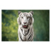 Fotografie Close-up portrait of white tiger against trees, Sunil  / 500px, 40 × 26.7 cm