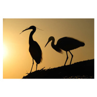 Fotografie two heron gathering in the sunset, sam_eder, (40 x 26.7 cm)