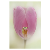 Fotografie The Lemur Tree Frog and the Pink Tulip, Linda D Lester, 26.7 × 40 cm