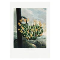 Ilustrace The Aloe from The Temple of Flora (1807), Studio Collection, 30 × 40 cm