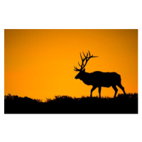 Fotografie A large bull elk in silhouette, jared lloyd, 40x24.6 cm