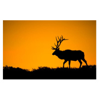 Fotografie A large bull elk in silhouette, jared lloyd, 40 × 26.7 cm