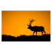 Umělecká fotografie A large bull elk in silhouette, jared lloyd, (40 x 24.6 cm)
