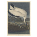 John James (after) Audubon - Obrazová reprodukce Wood Ibis, 1834, (26.7 x 40 cm)