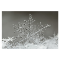 Fotografie Snowflake, Tsolmon Naidandorj, 40 × 26.7 cm