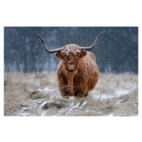 Umělecká fotografie Snowy Highland cow, Richard Guijt, (40 x 26.7 cm)