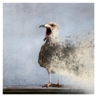 Fotografie Waterbird, BrunoFlour, 40 × 40 cm