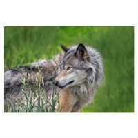 Fotografie Beautiful profile portrait of a Gray Wolf, Enn Li  Photography, 40 × 26.7 cm