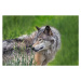 Fotografie Beautiful profile portrait of a Gray Wolf, Enn Li  Photography, 40 × 26.7 cm