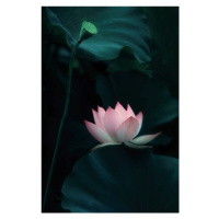 Fotografie Lotus Flower, Catherine W., 26.7 × 40 cm