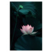 Fotografie Lotus Flower, Catherine W., 26.7 × 40 cm