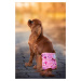 Vsepropejska Táňa hárací kalhotky pro psa Barva: Růžová, Obvod slabin (cm): 26 - 38