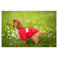 Vsepropejska Zagi sportovní mikina pro psa Barva: Červená, Délka zad (cm): 42, Obvod hrudníku: 5