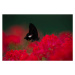 Fotografie A swallowtail butterfly and Red Spider lilies, qrsk, 40 × 26.7 cm