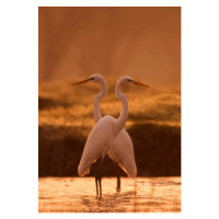 Fotografie Great egret, tahir abbas, 26.7 × 40 cm