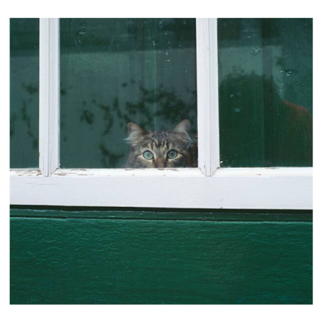 Fotografie Tabby cat looking through a window, Junophoto, 40 × 40 cm