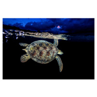 Umělecká fotografie Turtle under Line, Barathieu Gabriel, (40 x 26.7 cm)