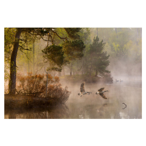 Fotografie Goose fight, Anton van Dongen, 40 × 26.7 cm