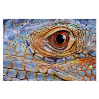 Fotografie Iguana (Iguana iguana) eye, close-up, Hans Strand, 40 × 26.7 cm