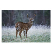 Umělecká fotografie Side view of white standing on, Wayne Lsn / 500px, (40 x 26.7 cm)