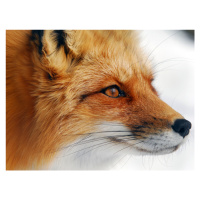 Fotografie Red Fox, Alain Turgeon, 40 × 30 cm