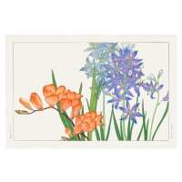 Ilustrace Freesia Flowers, Tanigami Knan, 40 × 26.7 cm