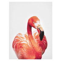 Fotografie Flamingo, Sisi & Seb, 30 × 40 cm