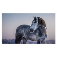 Fotografie Horizontal portrait of gray Spanish horse, Abramova_Kseniya, 40x22.5 cm