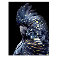 Fotografie Black Parrot, Lola Peacock, 30 × 40 cm