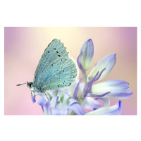 Fotografie Butterfly, mikroman6, 40 × 26.7 cm