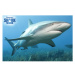 PRIME 3D PUZZLE - Karibský útesový žralok 150 ks