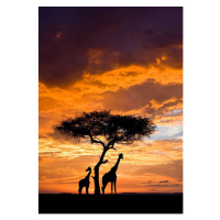 Fotografie Silhoutted Giraffe with acacia tree at sunset, Darrell Gulin, (26.7 x 40 cm)