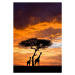 Fotografie Silhoutted Giraffe with acacia tree at sunset, Darrell Gulin, (26.7 x 40 cm)